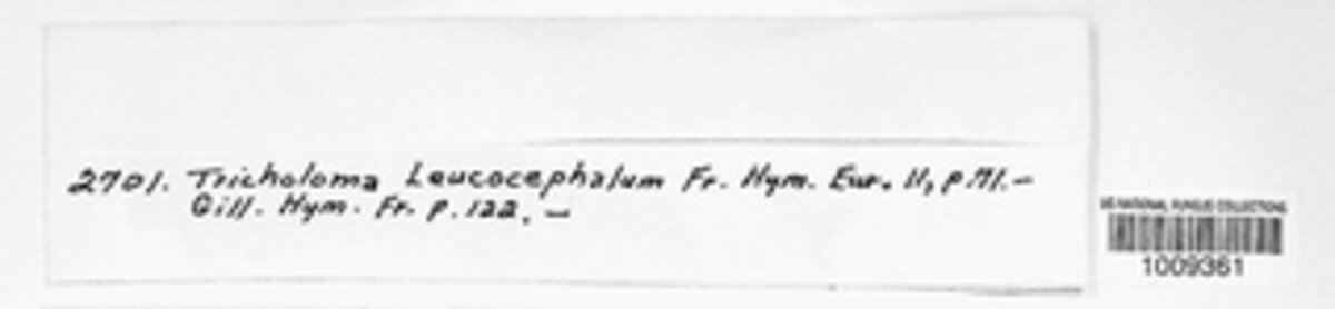 Tricholoma leucocephalum image